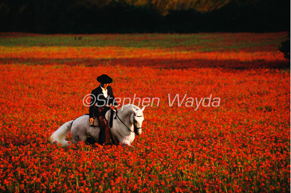 Poppy-field-wayda