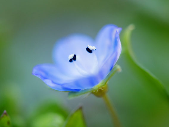 Macro-Flower-568