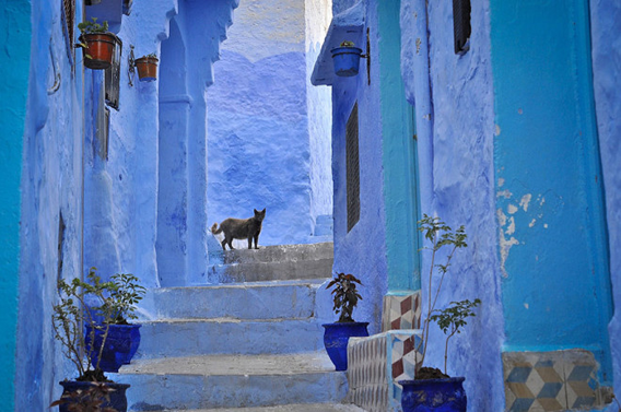 blue-streets-of-chefchaouen-morocco-3-660x438