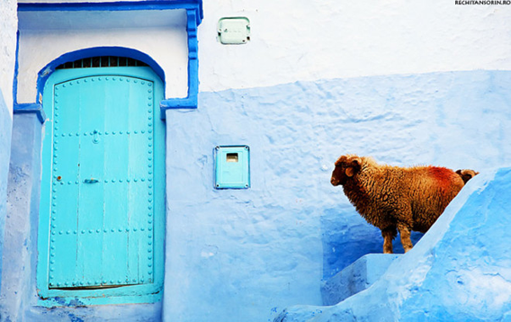 blue-streets-of-chefchaouen-morocco-8-660x416