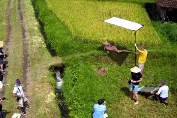 Ricefield 1